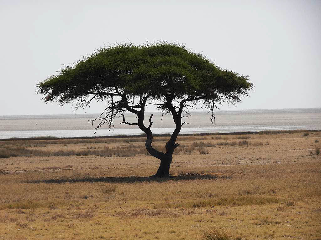Roland Lais: Auf dem Bild ist nicht etwa Wasser, sondern der riesige ausgetrocknete Salzsee der Etosha-Pfanne im Etosha Nationalpark in Namibia, aufgenommen am 3. August
