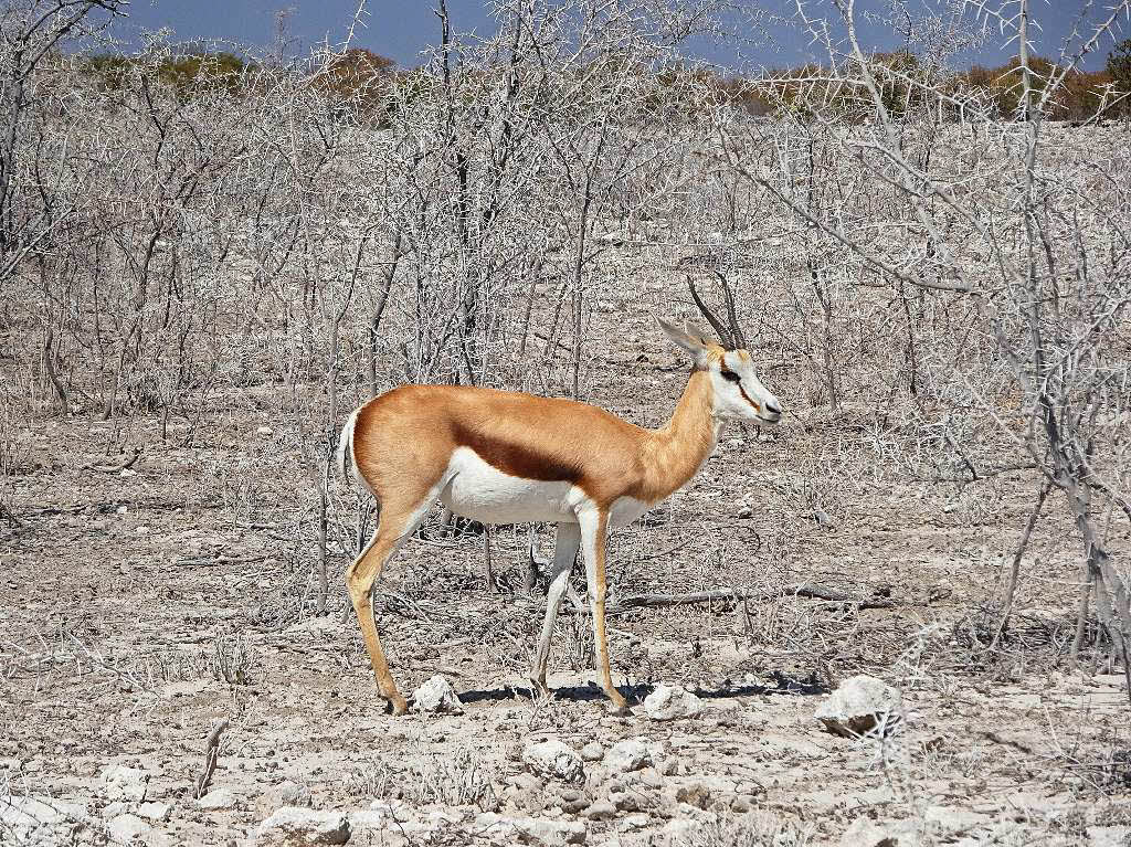 Roland Lais: Auf dem Bild ist nicht etwa Schnee auf den Struchern, sondern eine vllig verstaubte Landschaft (Regen kommt erst wieder im Dezember) im Etosha Nationalpark in Namibia, aufgenommen am 2. August