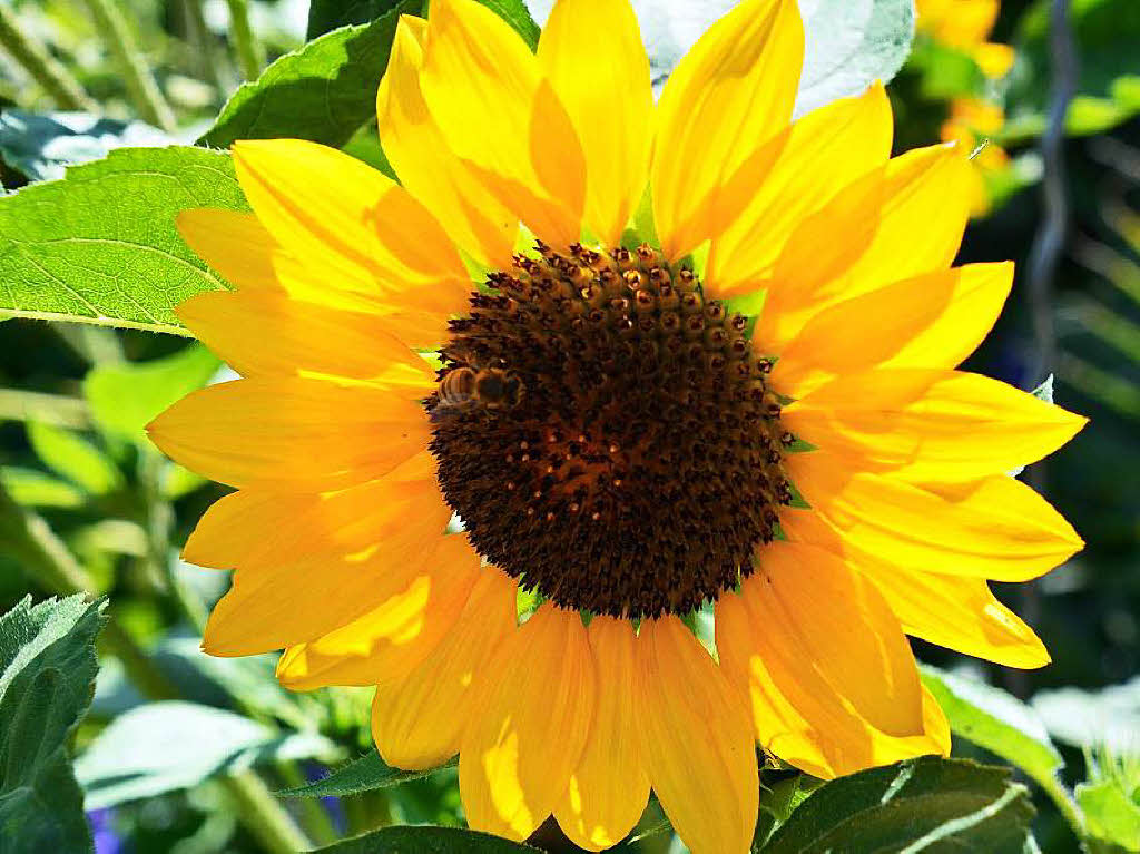 Hans-Joachim Fleischer: Sonnenblume mit Besucher, aufgenommen 14. Juli 2014