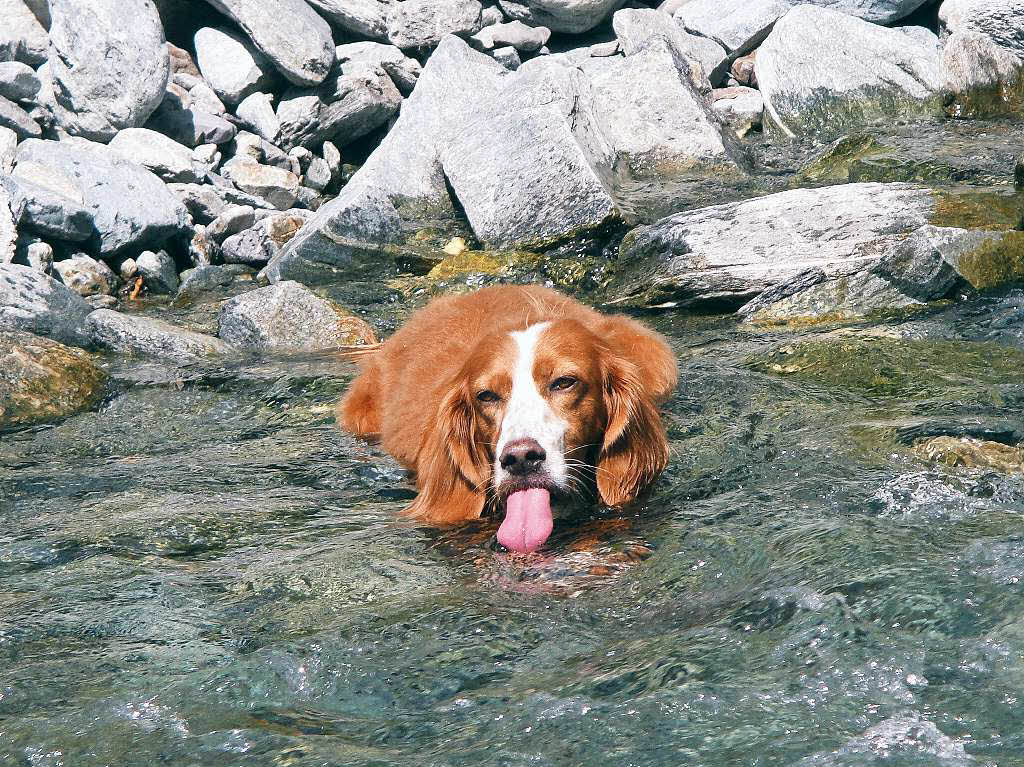 Kristina Lang: Mein Hund Pippa khlt sich in einem Gebirgsbach in der Nhe von Ischgl ab. Auch hier herrschten im Juli diesen Jahres Temperaturen, von ber 30 Grad.