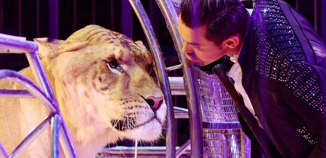 Raubtierlehrer Tom Dieck junior mit einem seiner zwei Liger  | Foto: rita eggstein