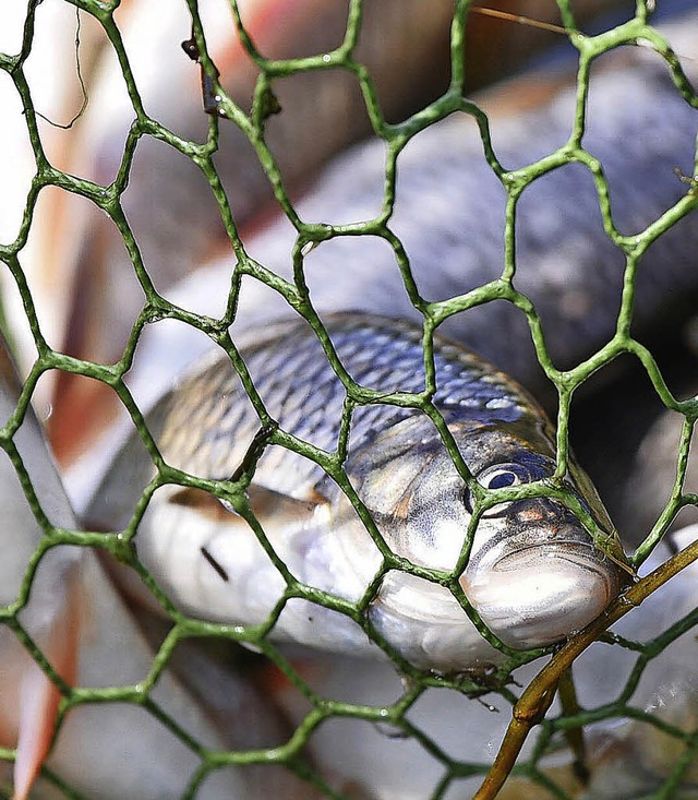 Tote Fische im Kcher  | Foto: dpa