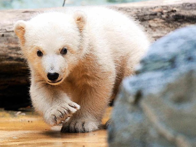 Als putziges Fellknuel wird Knut in Erinnerung bleiben.   | Foto: dpa