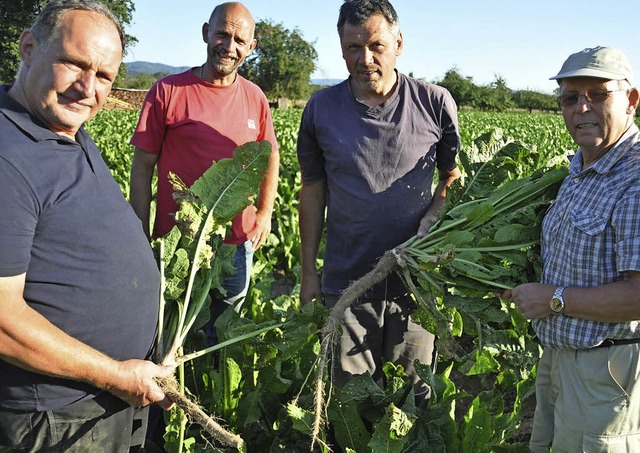 Die Meerrettichproduzenten  (von links...re der scharfen Wurzel aus dem Boden.   | Foto: Michael Karle