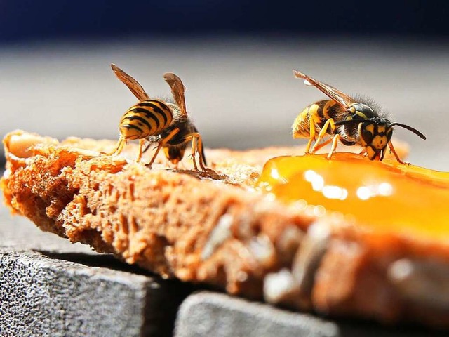 Eine Horrorvorstellung fr Menschen mi...de Insekten wie Wespen auf einem Brot.  | Foto: dpa