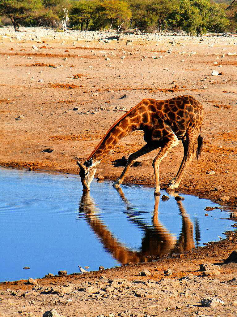 Eine durstige Giraffe am Wasserloch im Etoscha-Nationalpark hat Willi Hesse Ende Mai fotografiert.