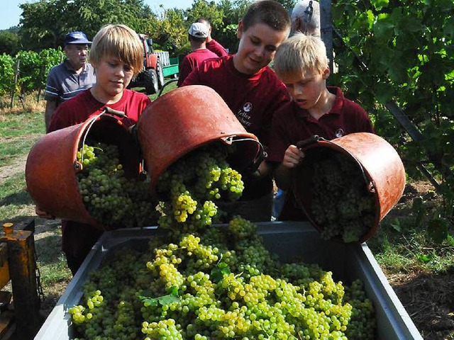 Fleiige Erntehelfer bei der Findling-...l Dittel, Jonas End und Moritz Dittel.  | Foto: Helmut Seller