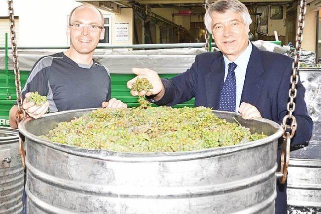 Winzer erwarten einen super Weinjahrgang