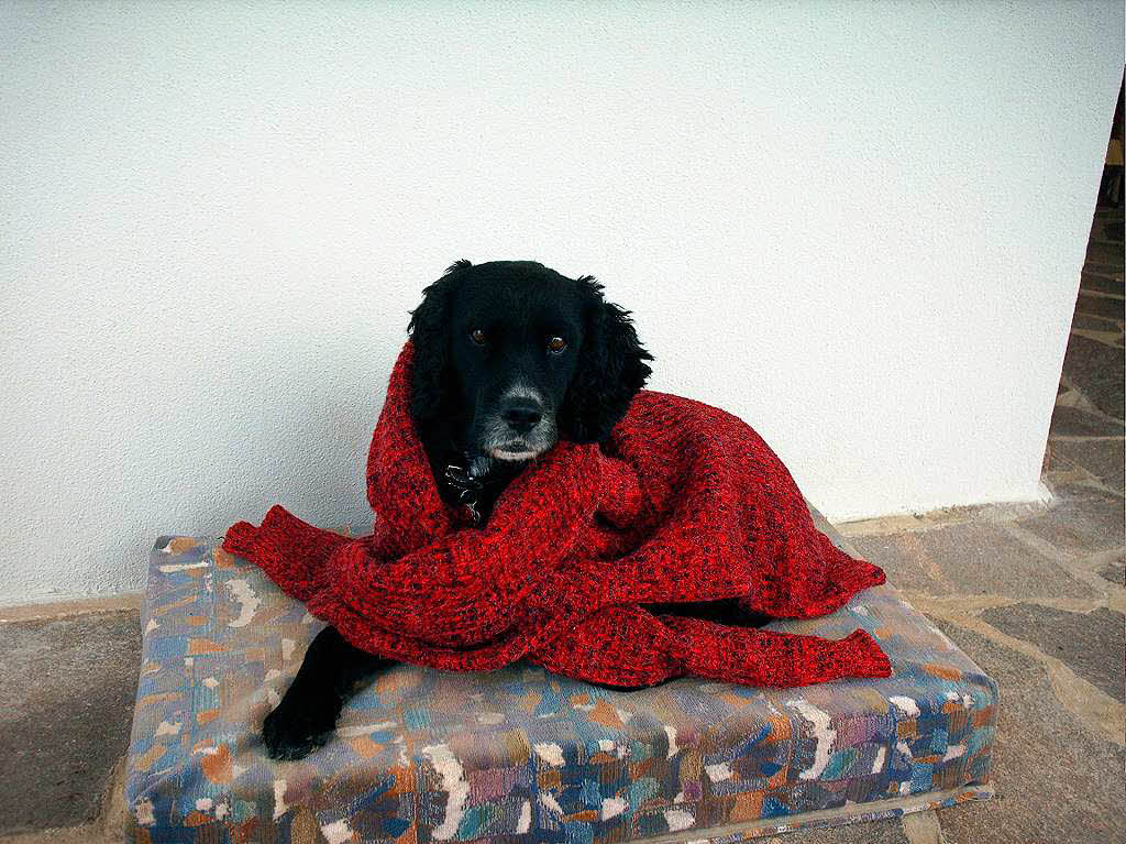 Edyta Striegler: Unser Hund Picca. Das Foto entstand vor einigen Jahren, als er vor dem Haus sa, etwas gefroren hat, und wir ihm deshalb den Pullover umgelegt haben. Mittlerweile ist er 14 Jahre alt und braucht den warmen Pullover noch fter als damals.