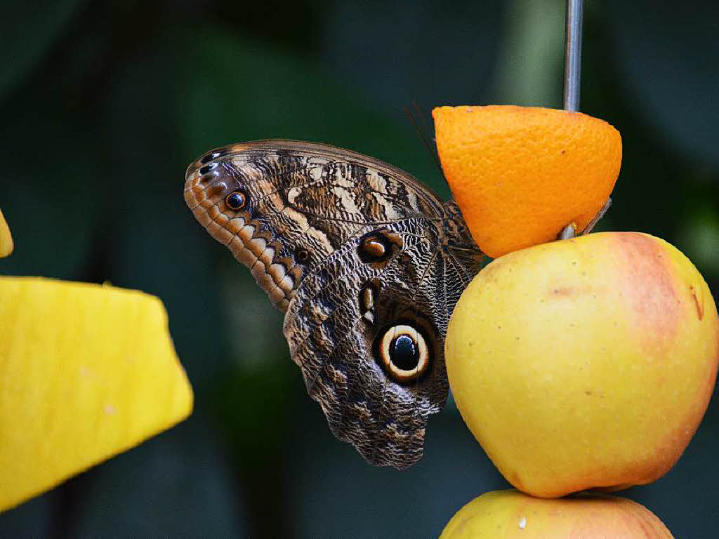 Siegfried Antoni: Schmetterling nimmt Platz auf sem Obst. Das Foto ist in der Stuttgarter Wilhelma whrend eines Ferienausfluges entstanden.