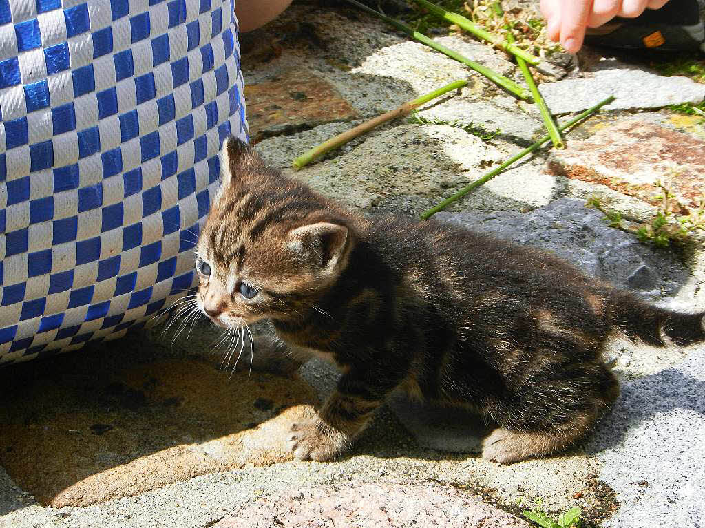 Beatrice Gbel: Eines der sen Katzenbabys der Nachbarin im Sommerurlaub in der Vende (Atlantikkste Frankreich)