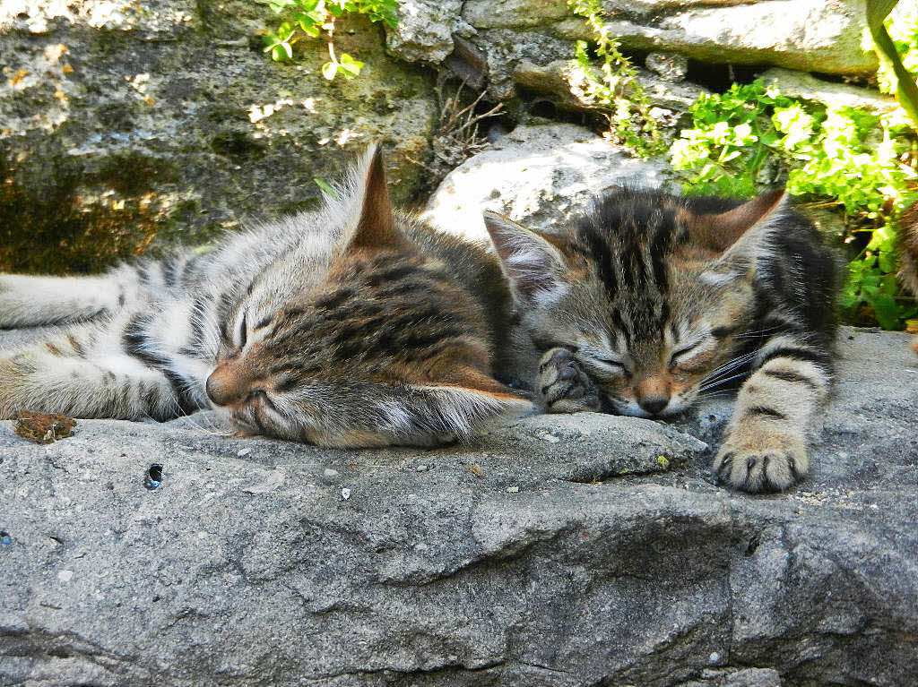 Beatrice Gbel: Se Katzenbabys der Nachbarin im Sommerurlaub in der Vende (Atlantikkste Frankreich)
