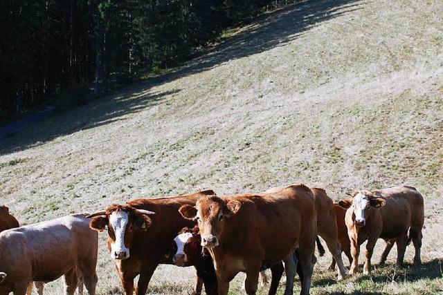 Drre: Schwarzwaldbauern geht das Futter aus