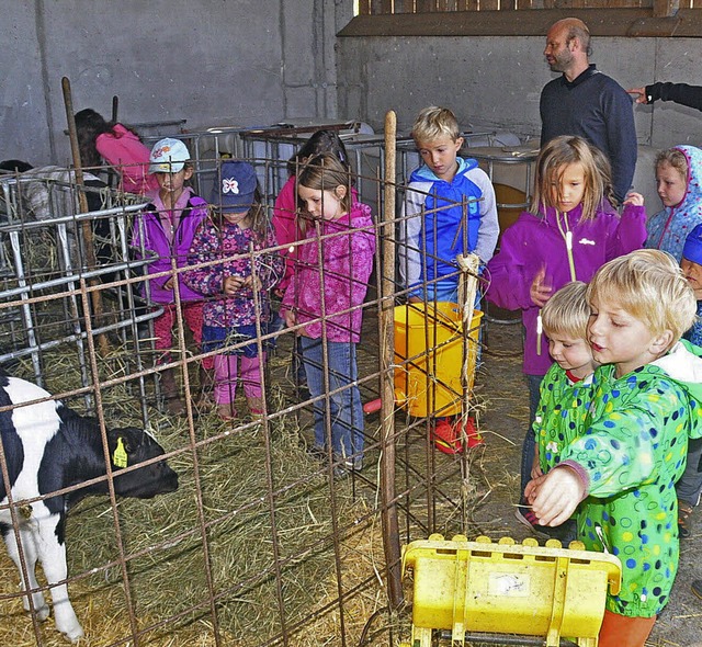 Mit Heubschel durften die Kinder die Klber fttern.  | Foto: Stefan Pichler