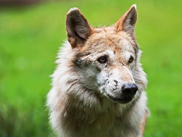 Der Wolf findet im Schwarzwald einen g...Lebensraum, also wird er zurckkommen.  | Foto: dpa