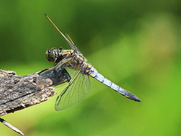 Hartmut Kurz aus Rheinfelden nahm dieses Bild whrend eines Fahrradausflugs im Naturschutzgebiet an der Wehramndung auf.