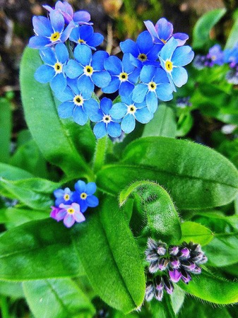 Vergiss-mein-nicht in Herzform wchst in Andrea Spthes Garten in Schwrstadt.