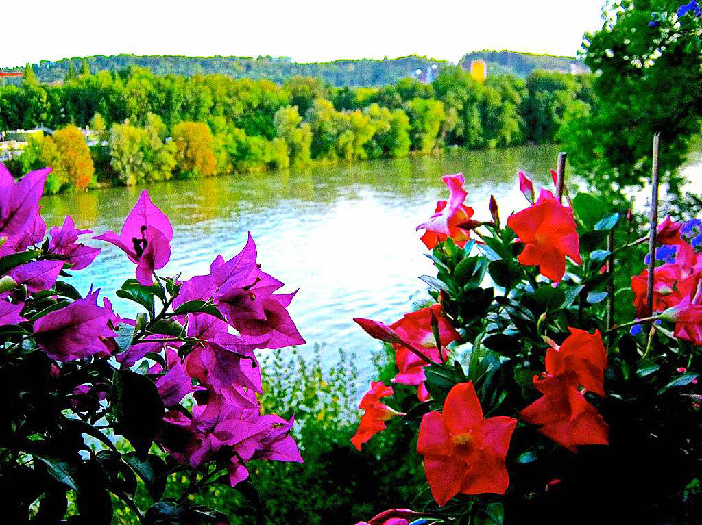 Eine gelungene Farbkomposition, sendet Renate Pltzner aus Warmbach von Ihrem Balkon mit Blick auf den Rhein.