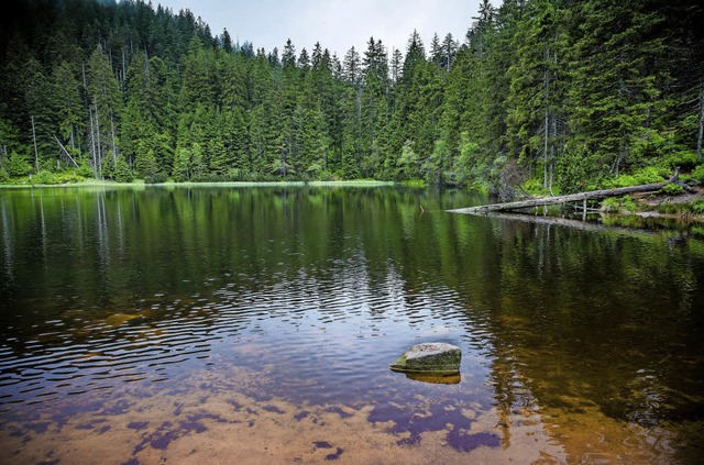 Dunkel und still: Der Wilde See spiege... Schnheit des Waldes im Nationalpark.  | Foto: B.Duval