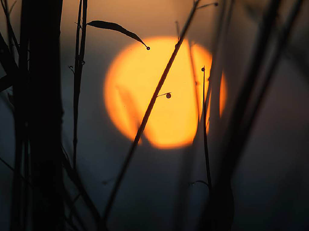 Hermann Lais: Sonnenuntergang durch Blumen fotografiert, tlingen 2015