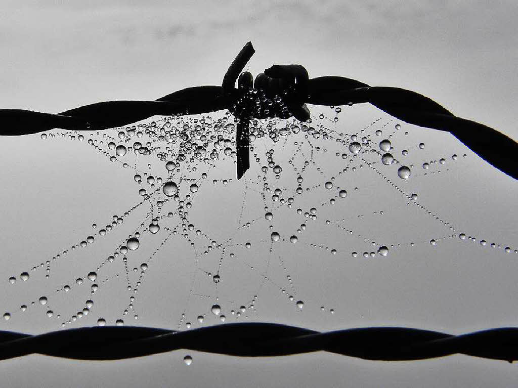Jrgen Sinz: Wassertropfen in Spinnennetz am Stacheldraht!