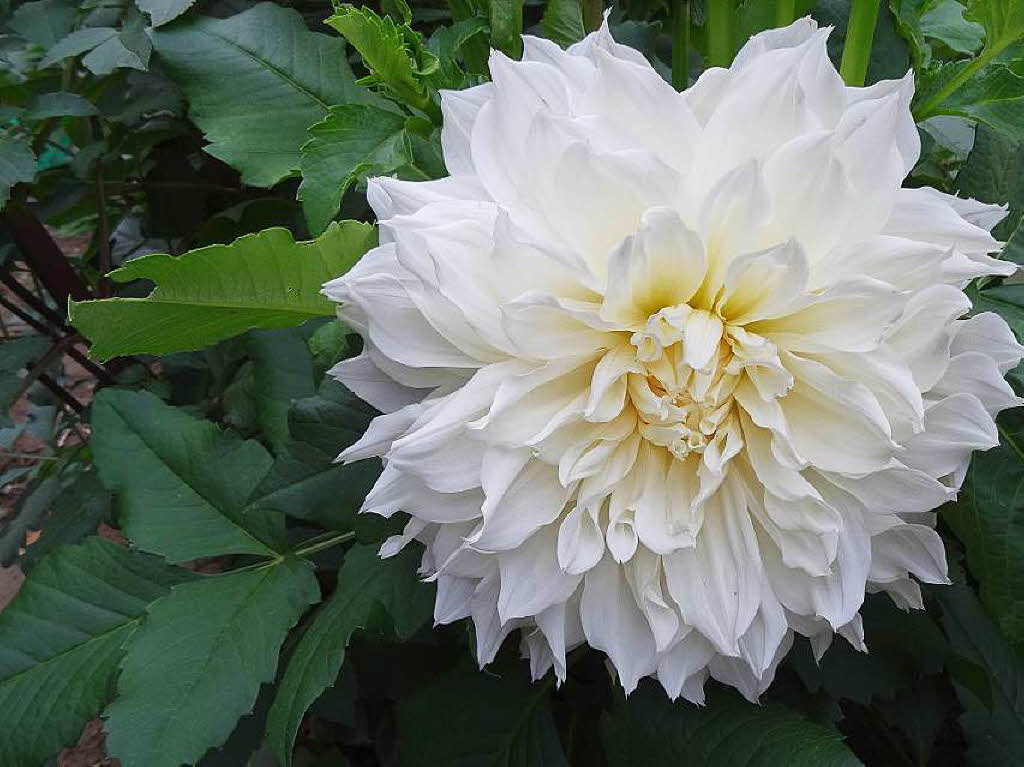Franz Tritschler: Diese Blume mit einem stolzen Durchmesser von 29 Zentimetern wuchs mit mehreren davon in unserem Garten.