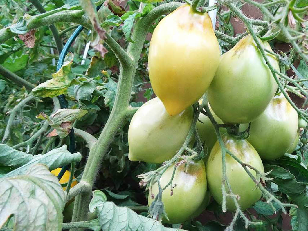 Franz Tritschler: Rundes aus unserem Garten - eine Zitronen-Tomate.