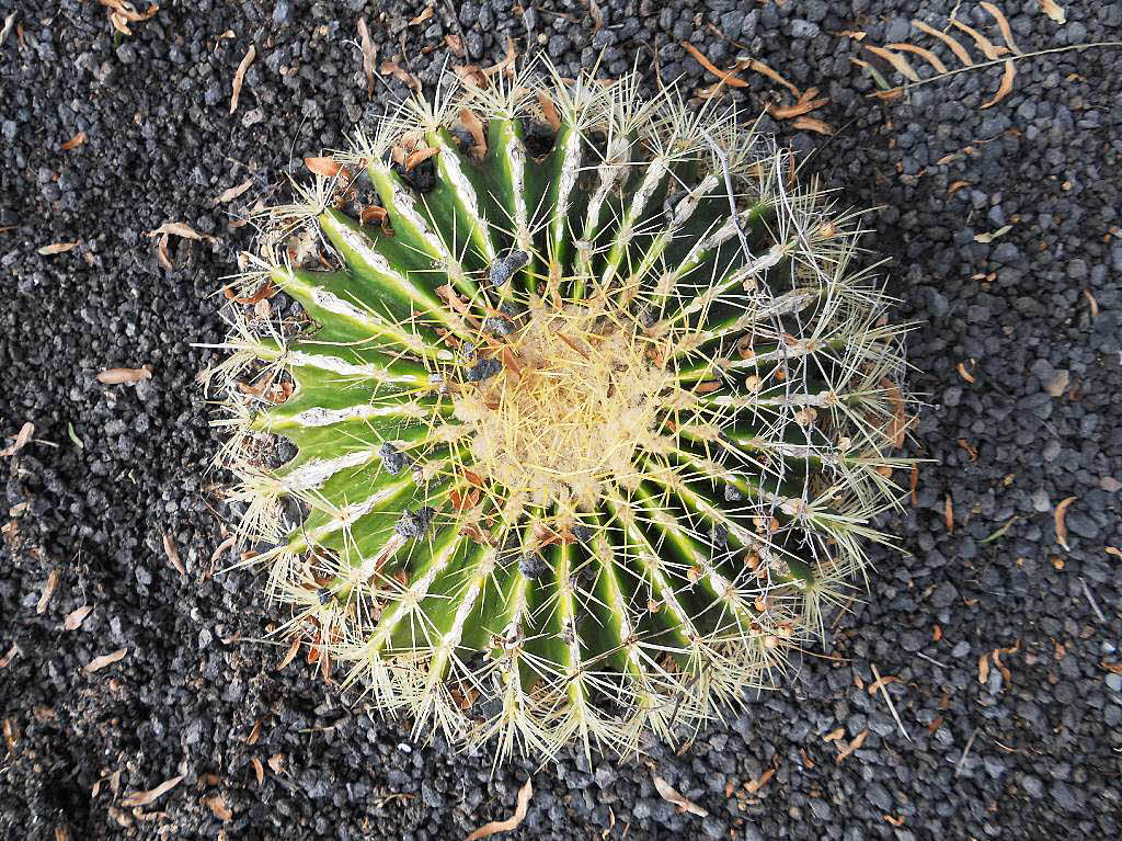 Leo Stchele: Kaktus in Furteventura