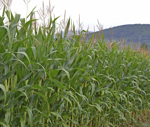 Der Mais ist  auf den Kiesbden im Rhe...ais oft als Energiepflanze genutzt.     | Foto: Victoria Langelott