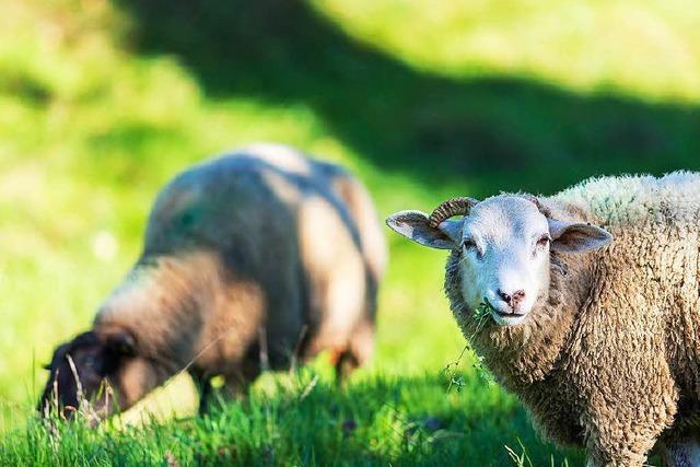 Anwohner befrchten Gestank von neuer Schafweide