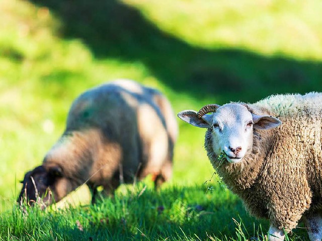 Sind die Schafe zu laut?  | Foto: Carlotta Huber