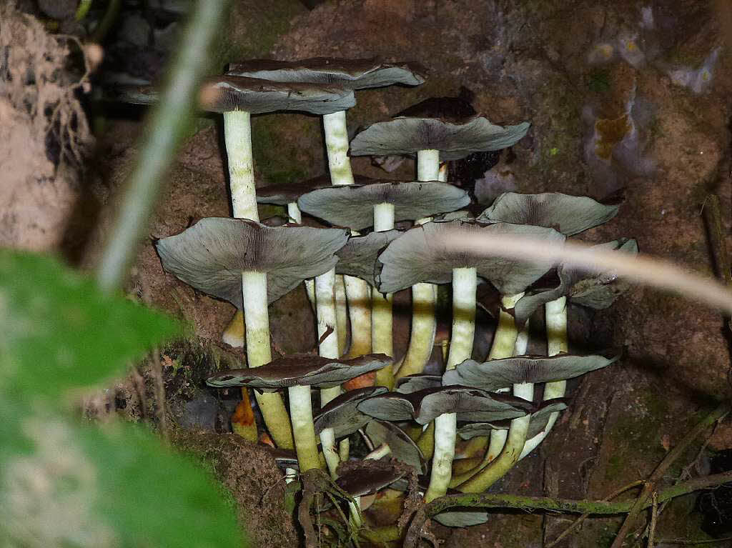 Diese Pilze hat Herbert Klein aus Rheinfelden in einem Baumstumpf in Bad Sckingen am Bergsee gesehen.