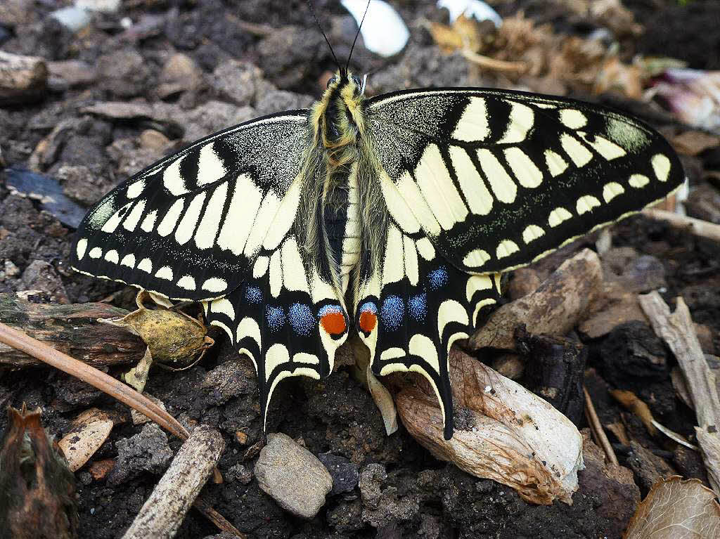 Herbert Klein aus Rheinfelden hat diesen prachtvollen Schmetterling mit einer Spannweite von 50-70 mm abgelichtet.
