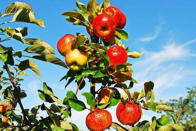 Garten-Vermittlung bers Internet: Ab ins Grne