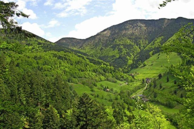 Wald hat Hitze gut berstanden - kein Borkenkfer-Alarm