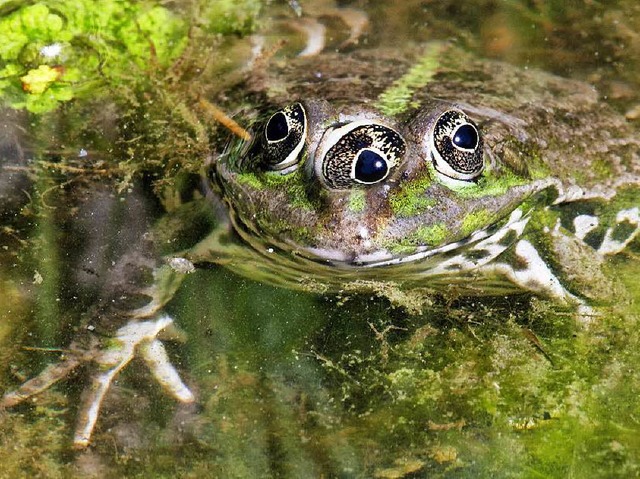 Dieser mutierte Frosch aus der Kesslergrube hat tatschlich ein drittes Auge.    | Foto: Thomas Dix