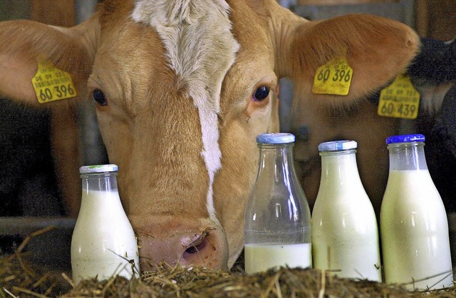 Der Preisfall bei Milch macht auch den Milchbauern im Kreis schwer zu schaffen.  | Foto: alb