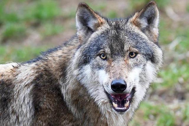 Tiefgefroren im Museum: berfahrener Wolf kommt nach Karlsruhe