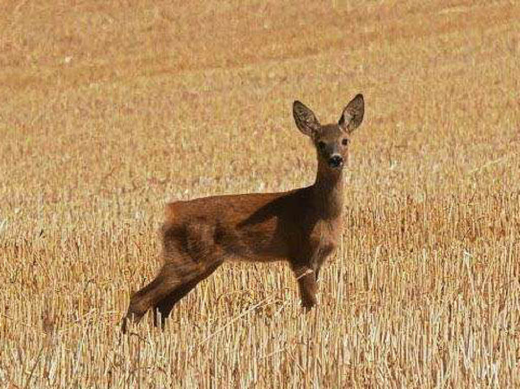 Bambi in Nahaufnahme von Stefan Rsch aus Rheinfelden.
