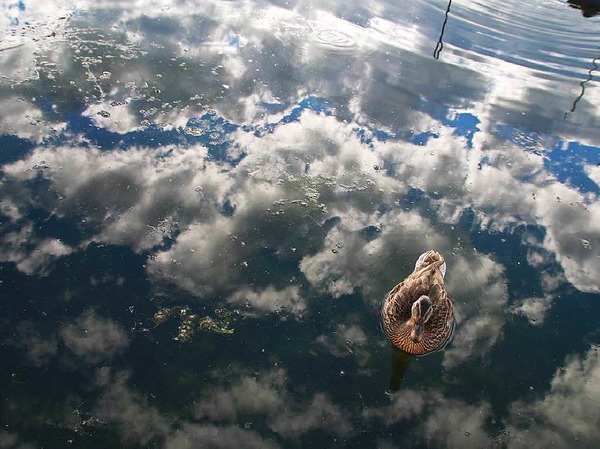 Auf Wolken gebettet, gleitet diese Ente dahin. Motiv von Isabel Heidt aus Rheinfelden.