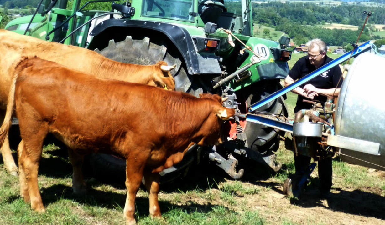 Hansjörg Matt bringt den Kühen auf der Weide Wasser zum Trinken.  | Foto: Gabriele Rasenberger