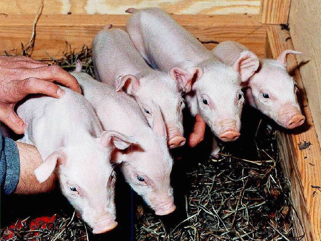 Ganz normale Schweine? Nein, diese fn...gewachsenen Zelle geklonte Sugetier.   | Foto: Archivfoto: dpa