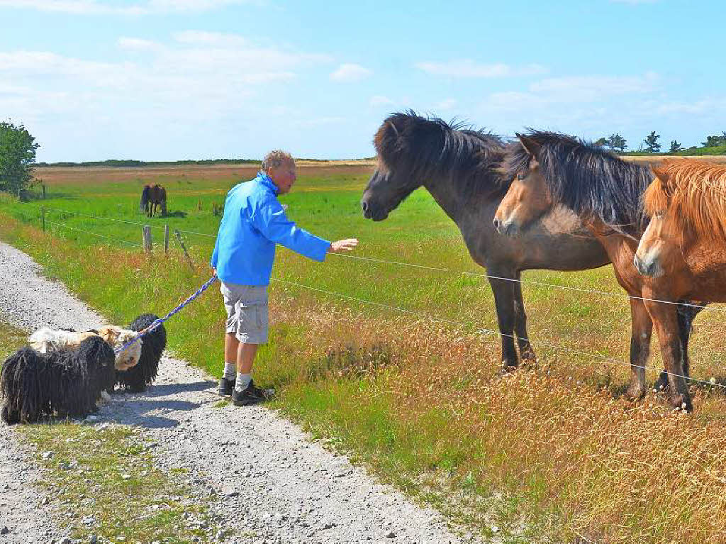 Diesem Spaziergnger scheinen die dnischen Pferde zu vertrauen. Helga John war im Sommer aufeiner Insel im Groen Belt unterwegs, wo diese Aufnahme entstand.
