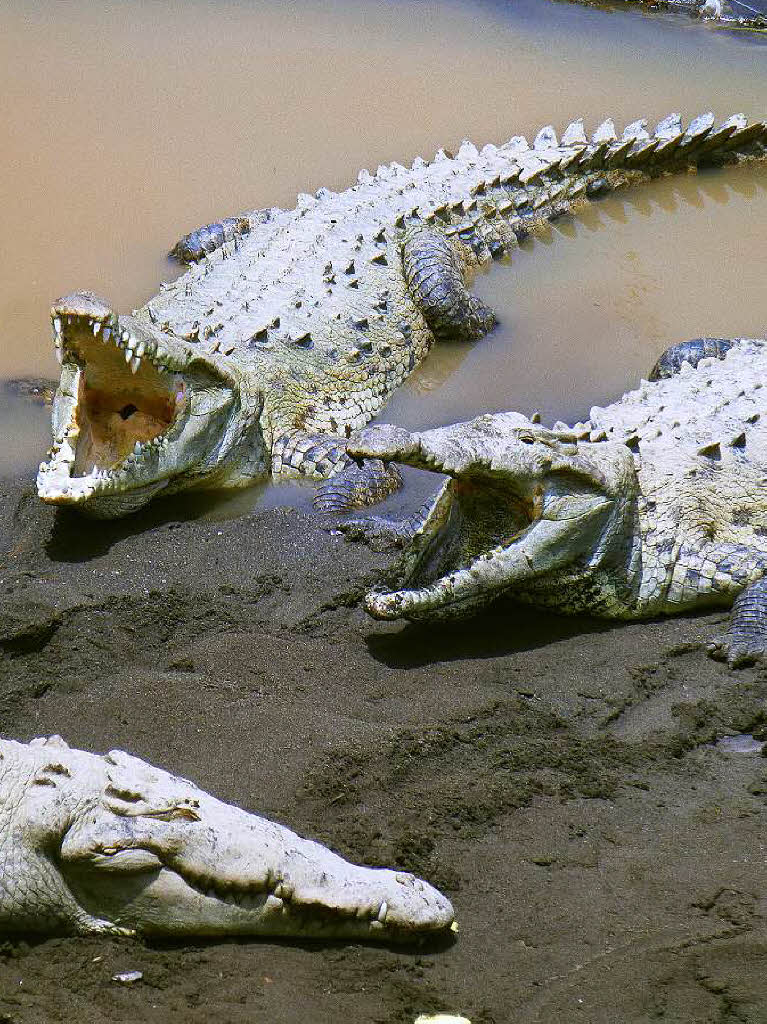 Die tun nichts, die wollen nur spielen. Entweder sind diese beiden Krokodile an den Sandbnken am Rio Grande de Tarcoles in Costa Rica hungrig oder mde. Jrgen Pritzel aus Herrischried schoss dieses Foto.