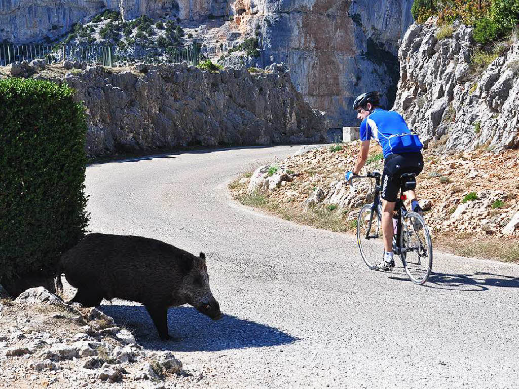 Eine Wildsau geht spazieren. Damit hatte der Radfahrer wohl nicht gerechnet. Elke Mackensen hielt diesen Moment in der Provence in der Gorges de la Nesque fest.