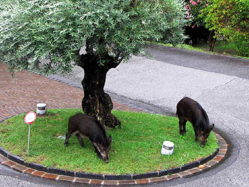 Werner Bezyk aus Lahr konnte diese beiden jungen Wildschweine jeden Morgen von seinem Hotelbalkon aus beim Frhstcken beobachten. Das Bild entstand im Tessin in der Schweiz.