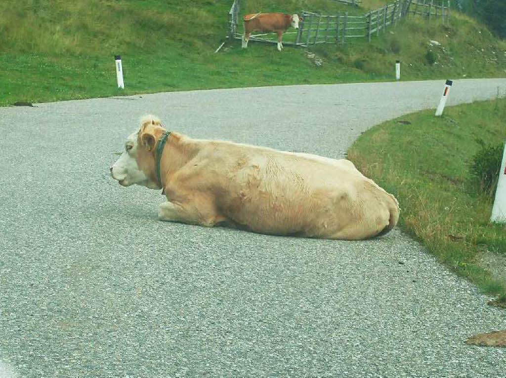 Eine kurze Pause gnnte sich diese Kuh auf der Goldeck Panoramastrae von Zlan in der Nhe von Spittal. Marlies und Bernhard Kaltenbach aus Lenzkirch machten Urlaub in Krnten in sterreich und kamen dort vorbei.