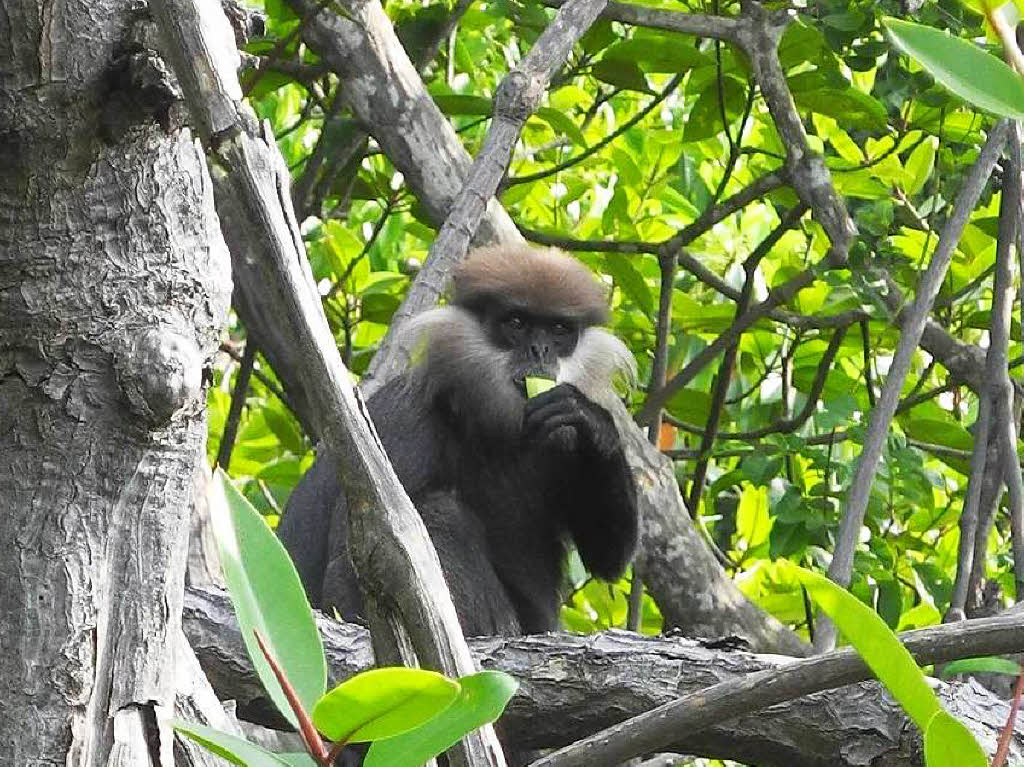 Mampfend schaut dieser Weibartlangur in die Kamera. Seine Heimat sind die Mangrovenwlder Sri Lankas.  Angelika Vogelbacher aus Kenzingen konnte ihn in freier Wildbahn fotografieren.