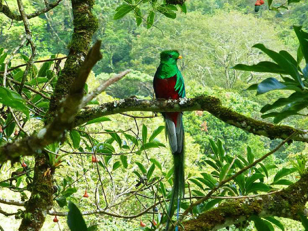 Noch grner als die Bltter sind die Federn des Quetzal. Den fotografierte Jrgen Pritzel aus Herrischried, als er im Bergland des Rio Savegre in Costa Rica unterwegs war.