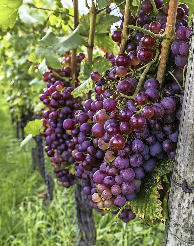 Saftige rote Weintrauben   | Foto: Michael Spiegelhalter